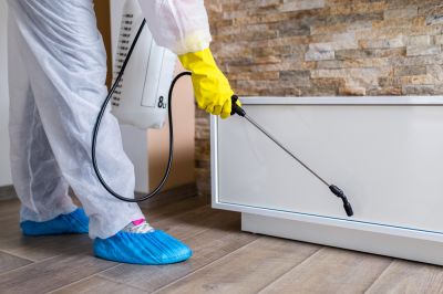Carpenter Ant Exterminator