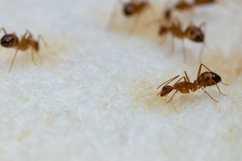 Ant Control Service