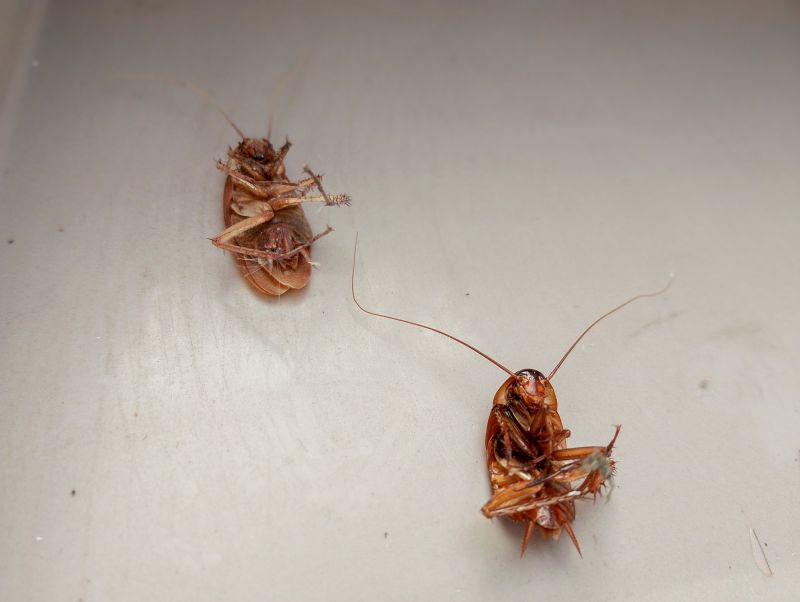 Centipede Extermination in Katy, TX