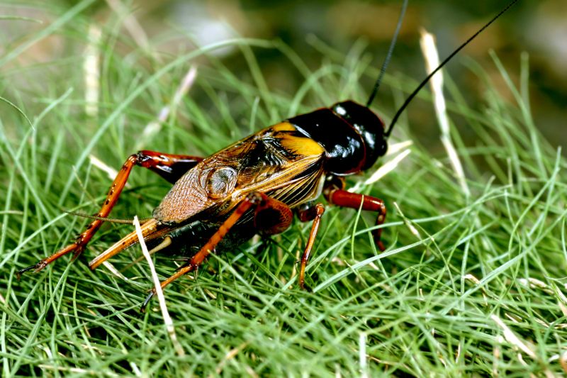 Cricket Removal Service in Denton, TX