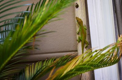 Lizard Control