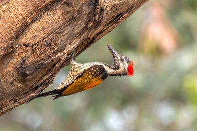 Woodpecker Removal